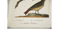 Gravure d’oiseaux ancienne colorée à la main
